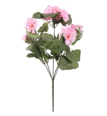 Geranium Bush Pink