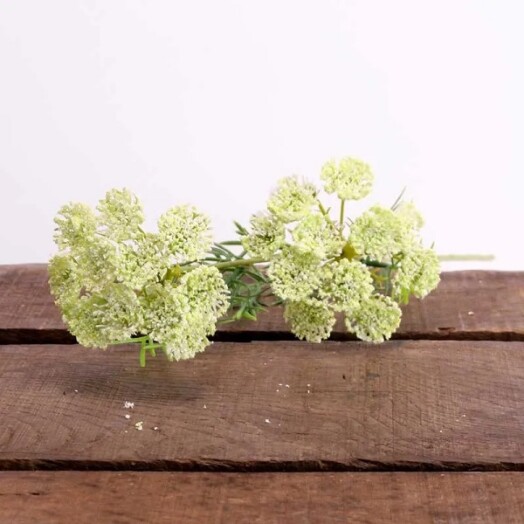 Queens Annes Lace Green