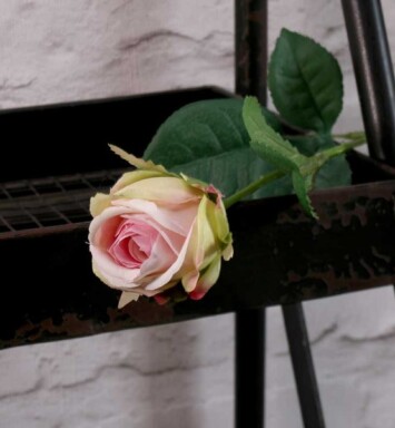 Buckingham Rose Light Pink