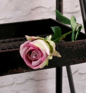 Buckingham Rose Lavender