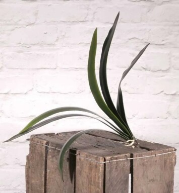 Cymbidium Leaf