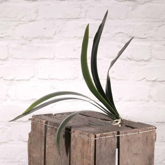 Cymbidium Leaf