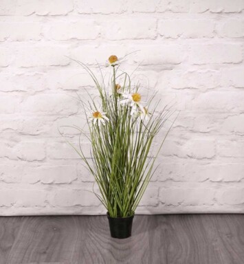 Potted Wild Flower Plant - 60cm