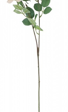 Tintagel Spray Rose - Cream