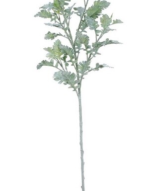 Extra Large Display Dusty Miller